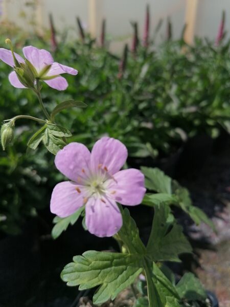 Geranium maculatum Beth Chatto JAUNUMS 2024