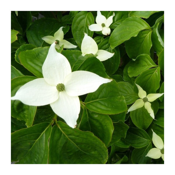 Cornus kousa Girard's Nana