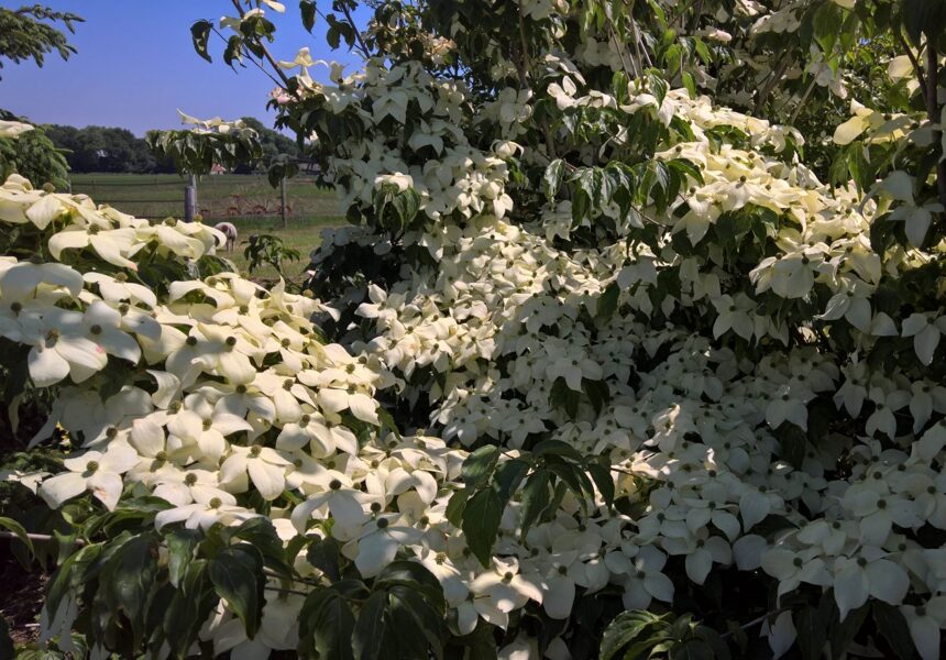 Cornus kousa White Dream