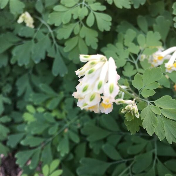 Corydalis  ochroleuca