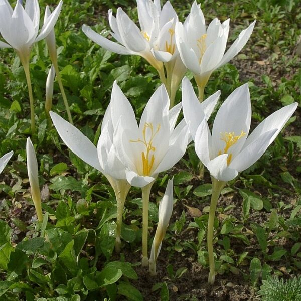 Crocus speciosus Albus-  rudens krokusi (iep. 5 gab)