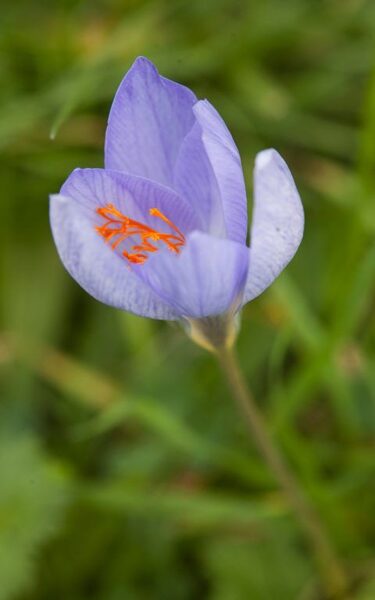 Crocus speciosus Cassiope JAUNUMS 2025