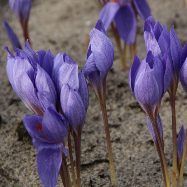 Crocus speciosus Semedo JAUNUMS 2025