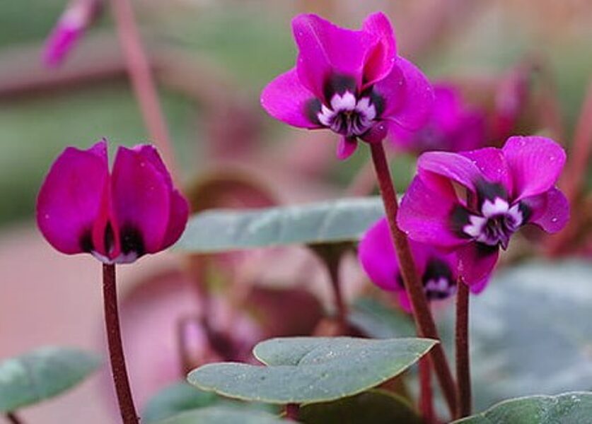 Cyclamen coum Rubrum