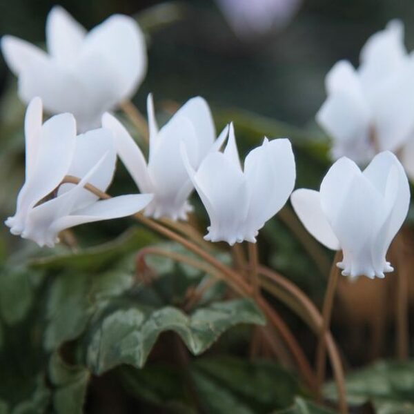 Cyclamen hederifolium Albiflorum