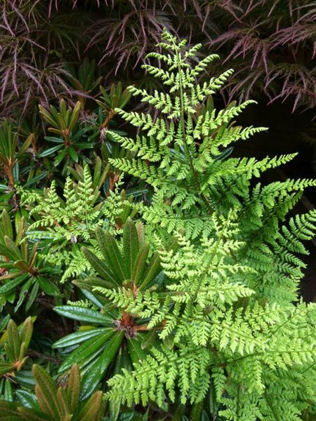 Dryopteris dilatata