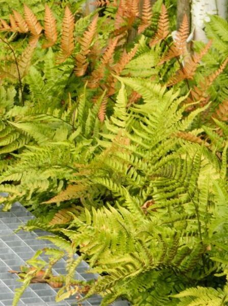 Dryopteris erythrosora