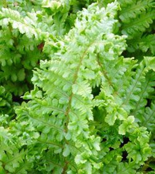 Dryopteris filix- mas Crispa Cristata