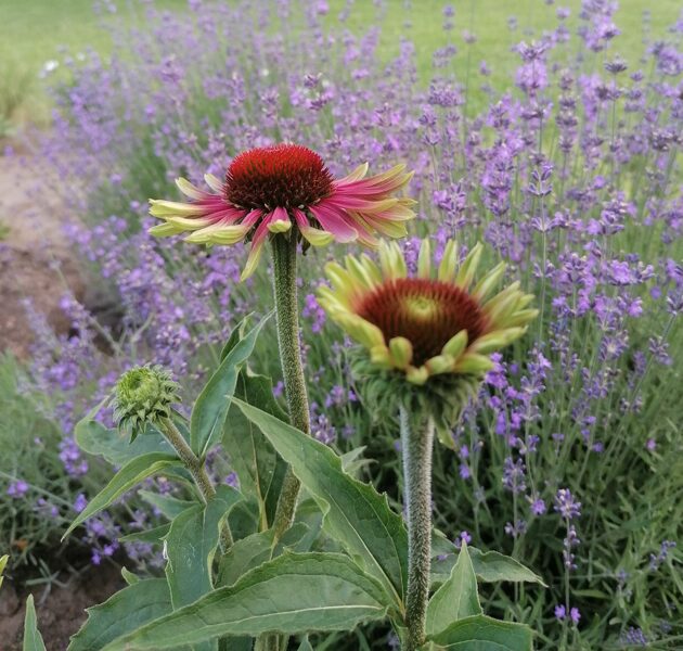 Echinacea purpurea Green Twister