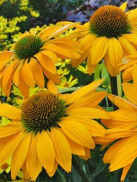 Echinacea Kismet Yellow JAUNUMS 2024