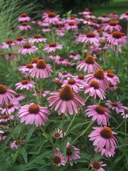 Echinacea purpurea Magnus