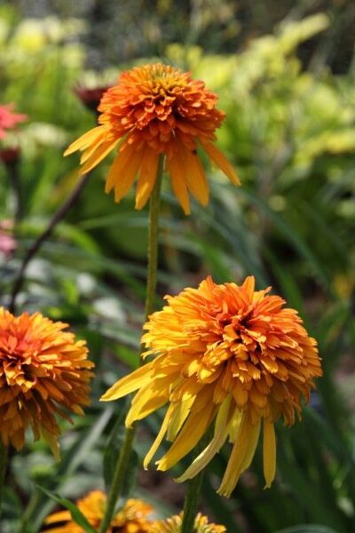 Echinacea Marmalade JAUNUMS 2024