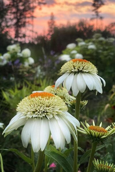 Echinacea purpurea Milkshake JAUNUMS 2024