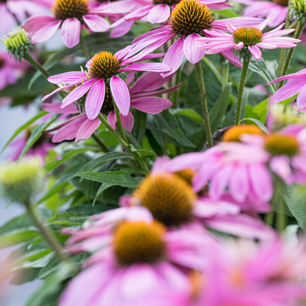 echinacea Pearl Light Pink JAUNUMS 2025