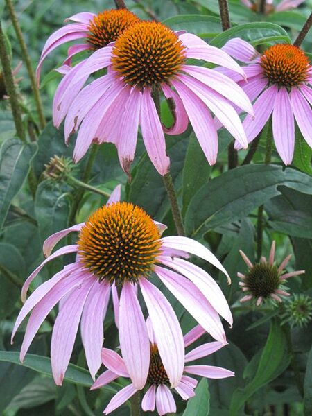 Echinacea purpurea