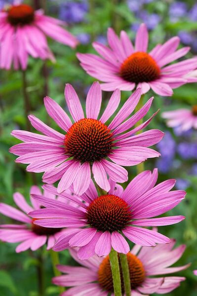 Echinacea purpurea Rubinstern