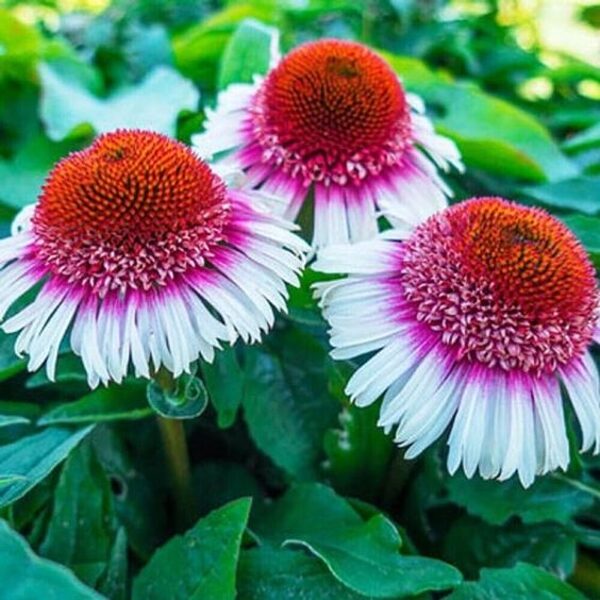 Echinacea Strawberry and Cream JAUNUMS 2024