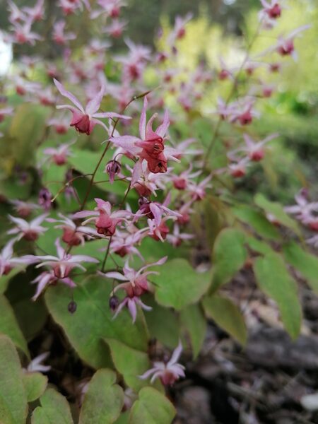 Epimedium Pink Elf