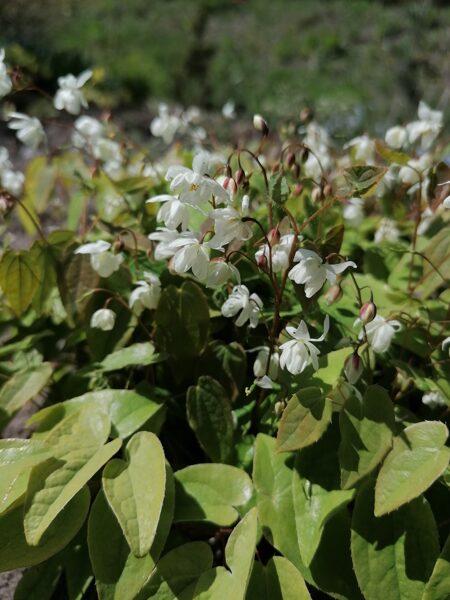 Epimedium x youngianum Niveum