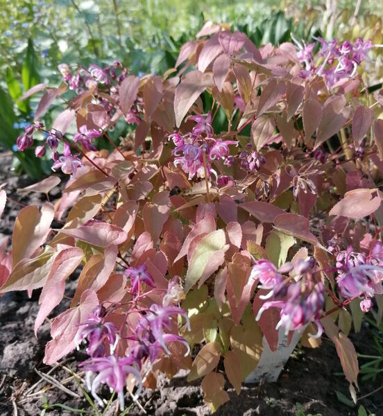 Epimedium grandiflorum Queen Esta