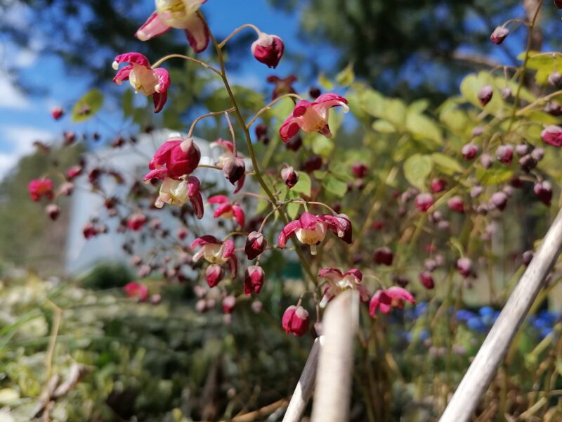 Epimedium x rubrum