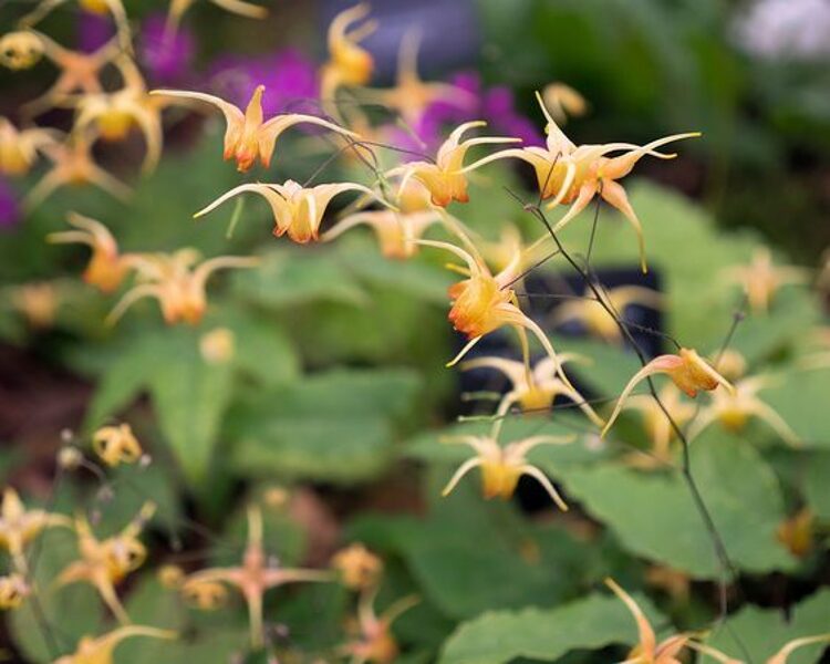 Epimedium Amber Queen