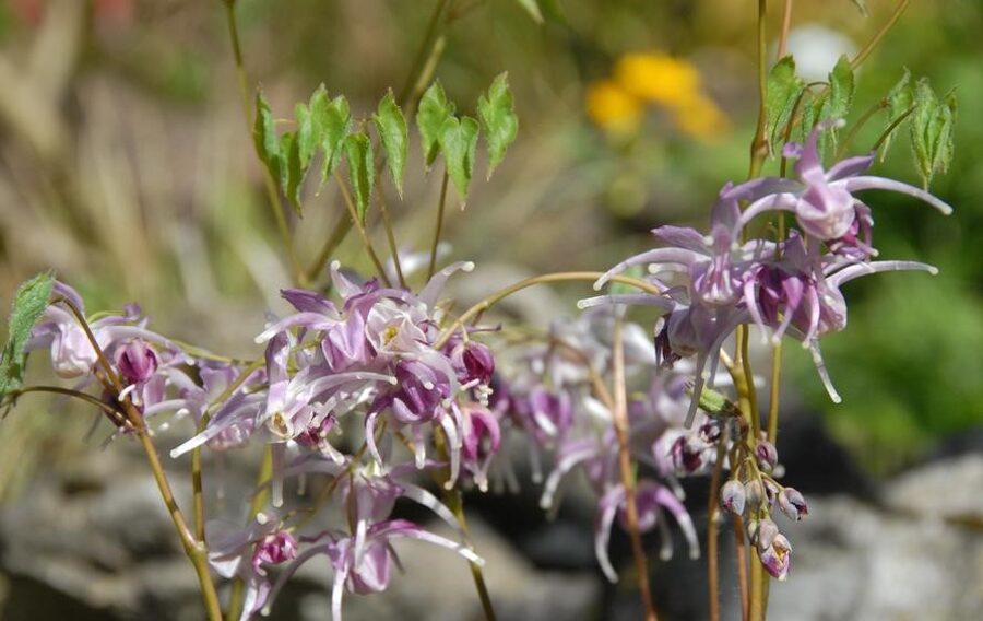 Epimedium Buckland Spider