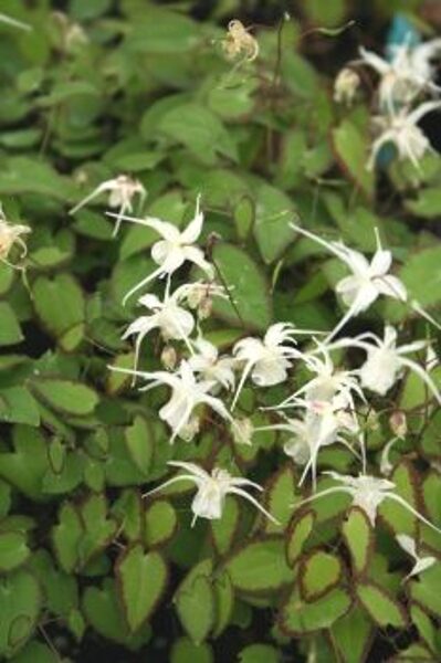 Epimedium grandiflorum var. higoense