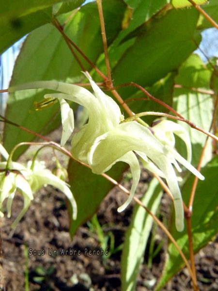 Epimedium koreanum JAUNUMS 2025