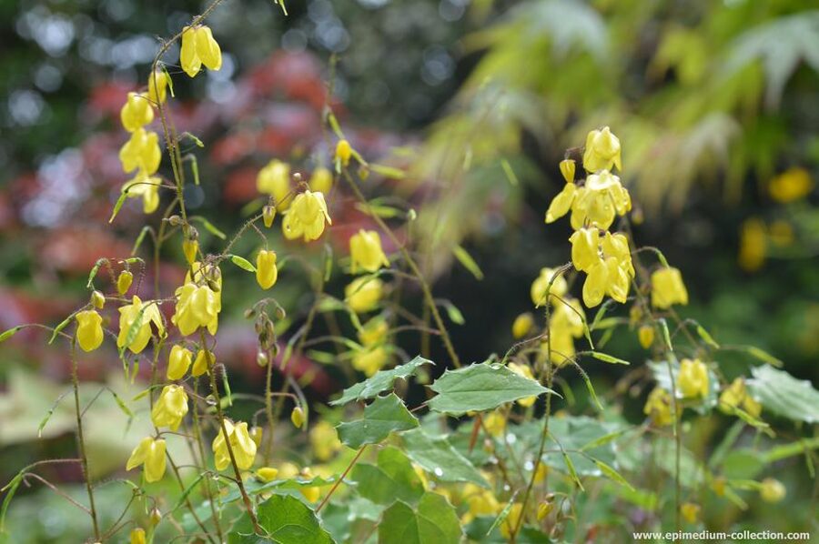 Epimedium Lemon Zest- epimēdija