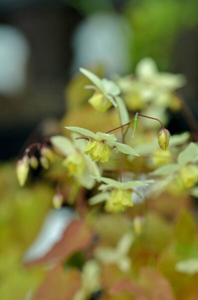 Epimedium x versicolor Neosulphureum