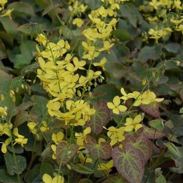 Epimedium perralchicum Frohnleiten