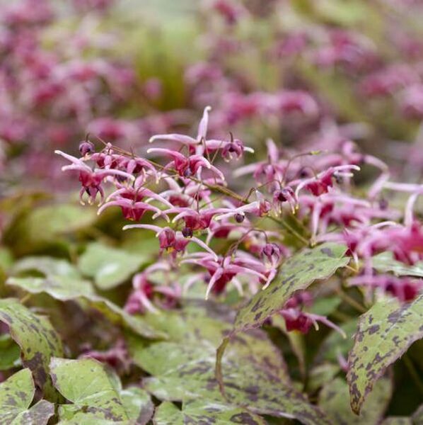 Epimedium Pink Champagne- epimēdija