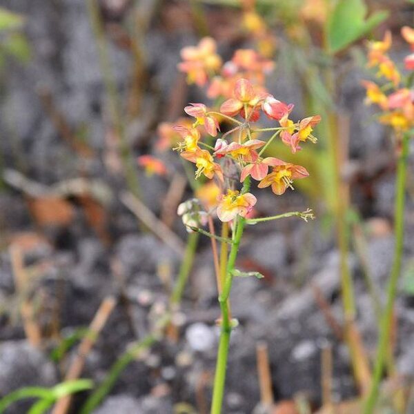 Epimedium warleyense Ellen Willmott
