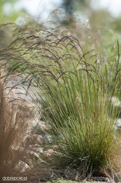 Festuca amethystina- Ametista auzene