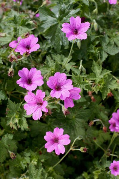 Geranium hybrid Elworthy Eyecatcher