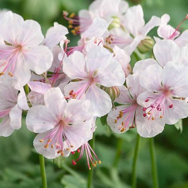 Geranium x cantabrigense Biokovo