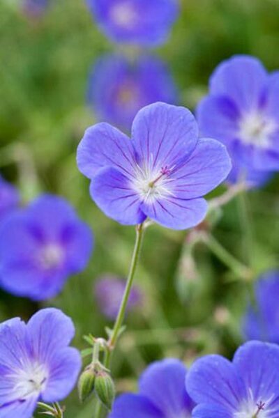 Geranium Brookside JAUNUMS 2024