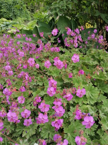 Geranium x cantabrigense Karmina