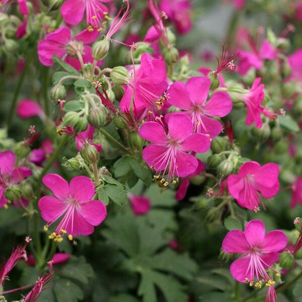 Geranium x cantabrigiense Intense