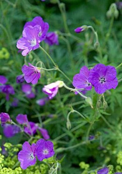 Geranium clarkei Kashmir Purple