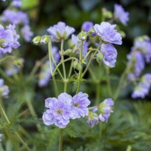 Geranium pratense Cloud Nine- gandrene