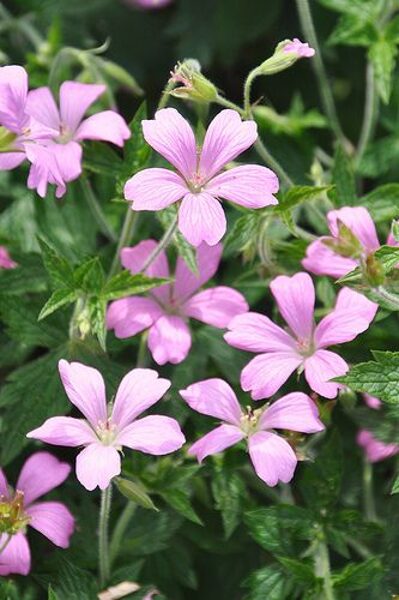 Geranium endressi (poļu) JAUNUMS 2024