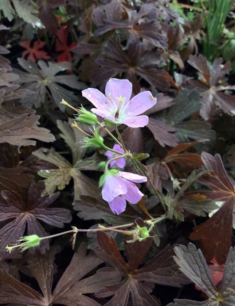 Geranium maculatum Espresso