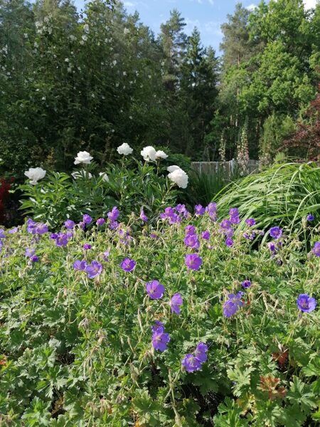 Geranium himalayense Gravetye