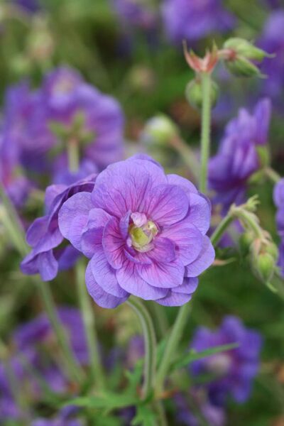 Geranium himalayense Plenum- gandrene