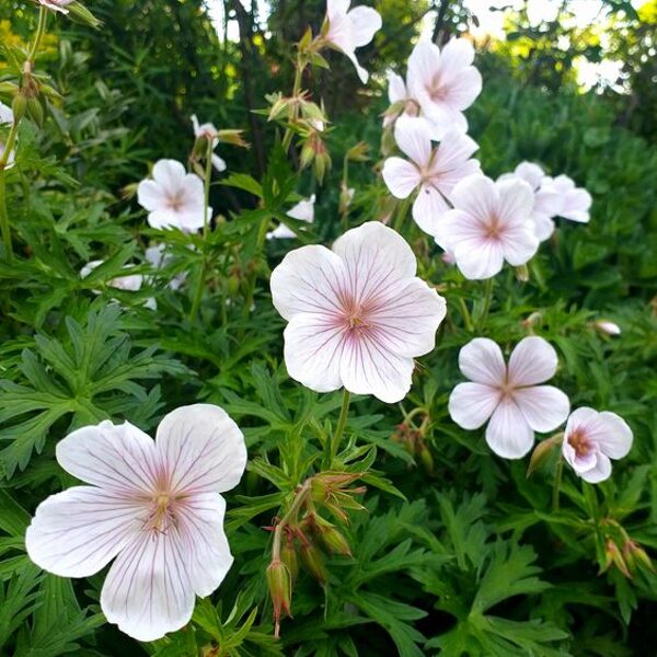 Geranium clarkey Kashmir White