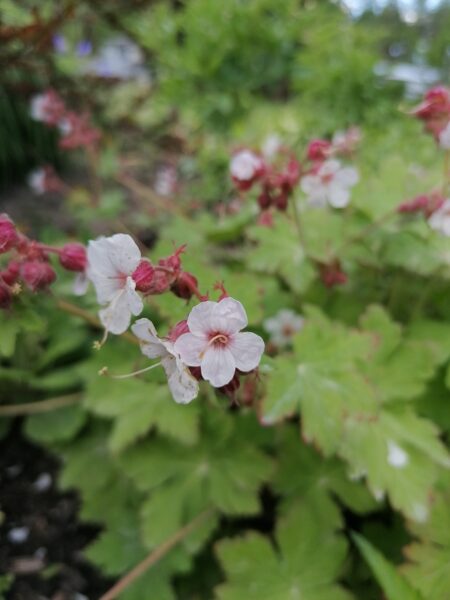 Geranium macrorrhizum Album