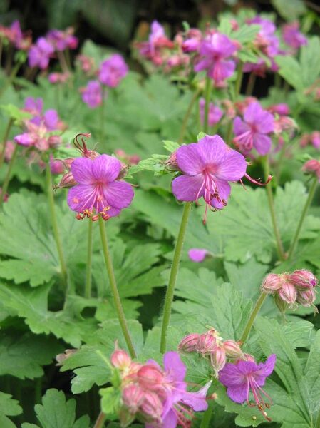 Geranium macrorrhizum