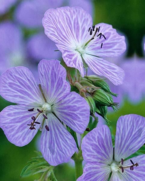 Geranium pratense Mrs Kendall Clark